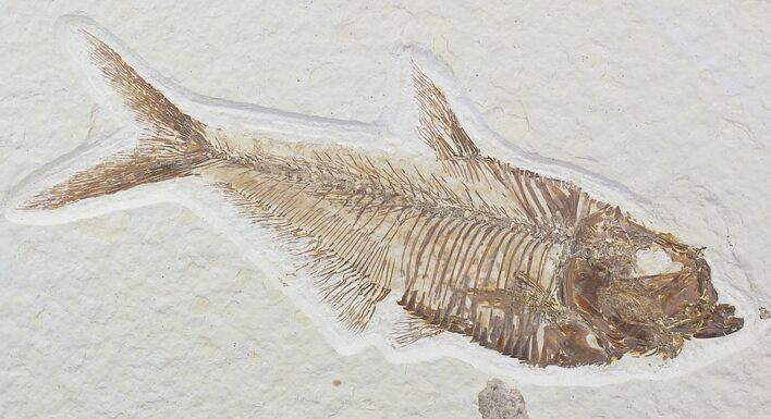 Detailed Diplomystus Fish Fossil From Wyoming #21918